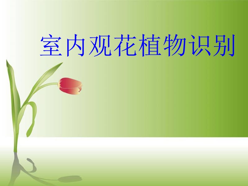 室内观花植物识别.ppt_第1页