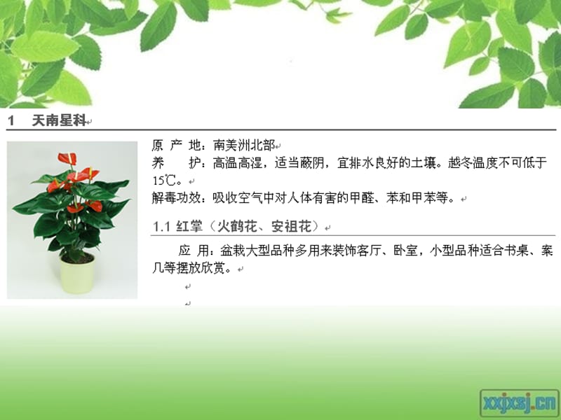 室内观花植物识别.ppt_第2页