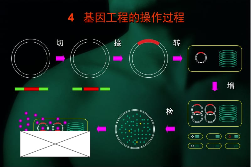 基因工程的操作过程.ppt_第2页