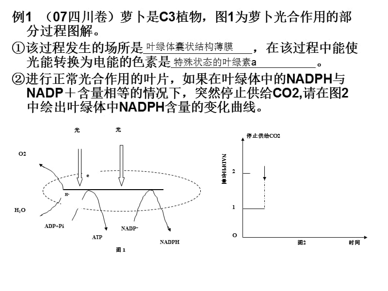 光合作用是生物新陈代谢的重要内容.ppt_第3页