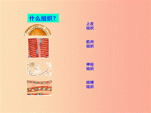 陕西省七年级生物上册 2.2.3植物体的结构层次课件1 新人教版.ppt