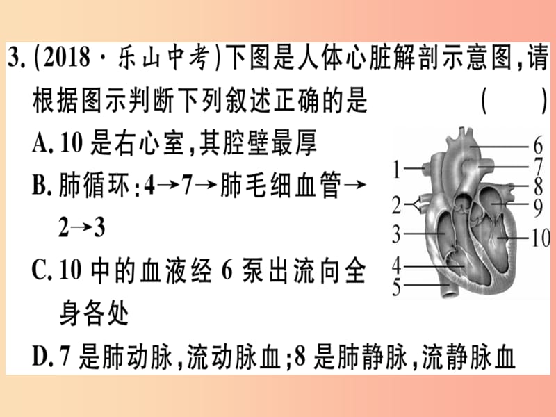 2019春八年级生物下册 专题复习六 人体内物质的运输及废物的排出习题课件（新版）北师大版.ppt_第3页