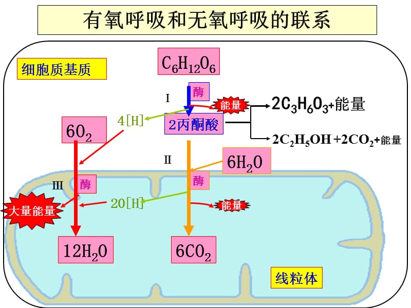 光合作用和呼吸作用复习.ppt_第3页