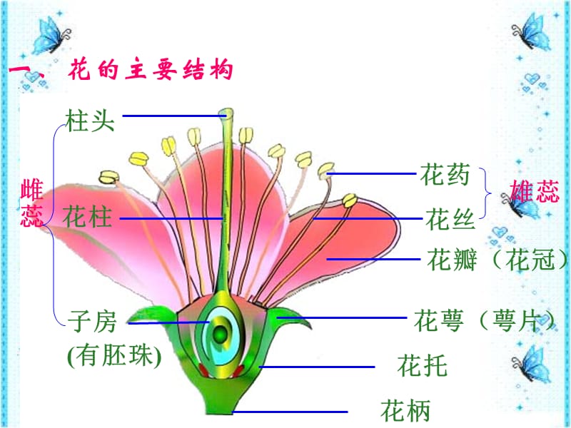 初一生物课件第三单元第二章第三节开花结果.ppt_第3页