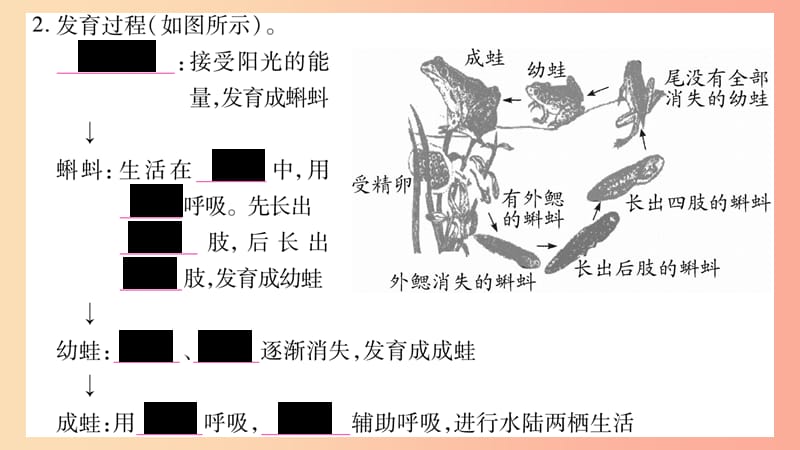 2019年八年级生物下册 7.1.3 两栖动物的生殖和发育课件 新人教版.ppt_第3页