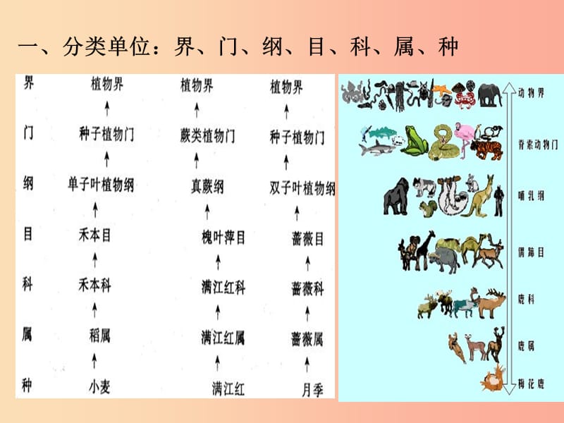 八年级生物上册第六单元第一章第二节从种到界课件2 新人教版.ppt_第2页