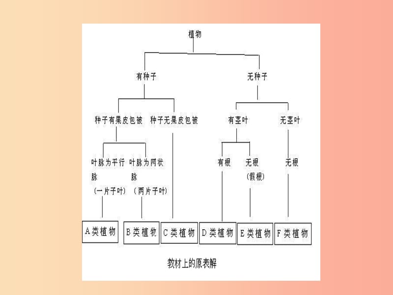 八年级生物上册第六单元第一章第二节从种到界课件2 新人教版.ppt_第3页