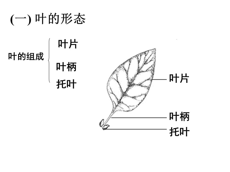 叶及植物生理作用.ppt_第2页