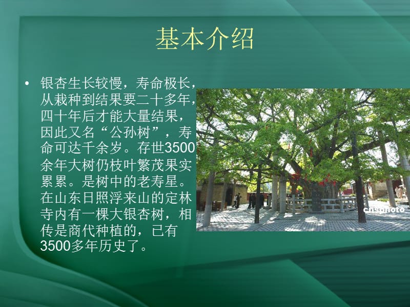 国家一级保护植物银杏及其生态多样性保护.ppt_第3页