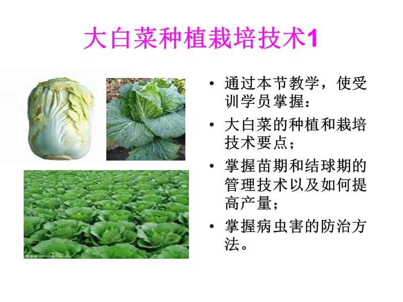 大白菜種植栽培技.ppt_第1頁