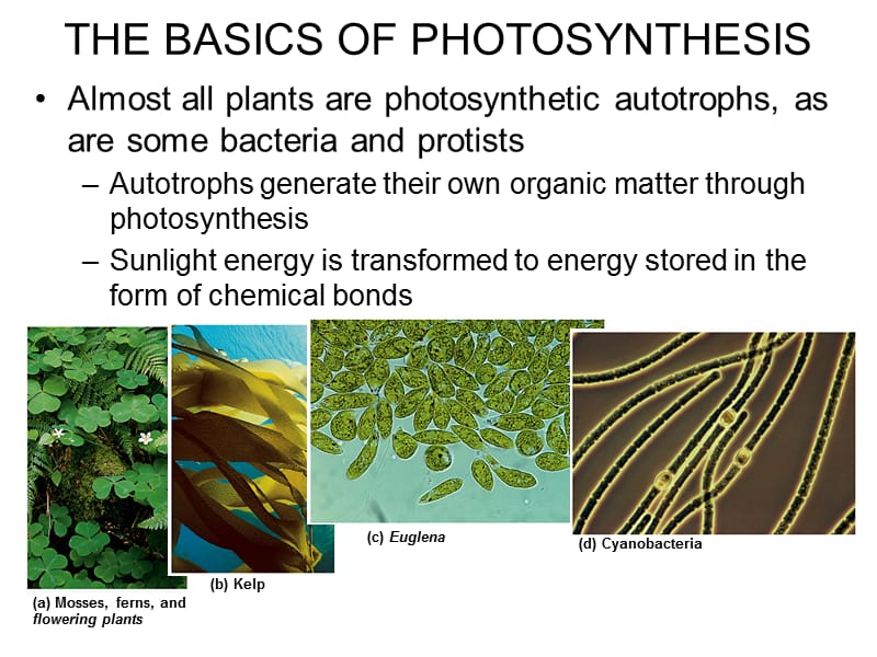 光合作用英文版Photosynth.ppt_第1页