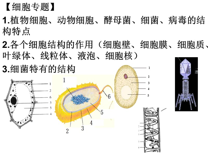 初二期末生物专题复习.ppt_第1页