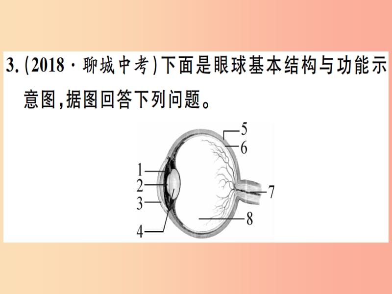 2019春八年级生物下册 专题七 人体生命活动的调节习题课件 新人教版.ppt_第3页