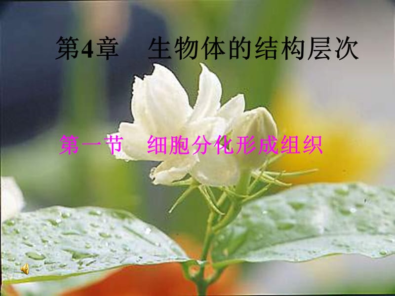 北师大版生物七上第一节《细胞分化形成组织》.ppt_第1页