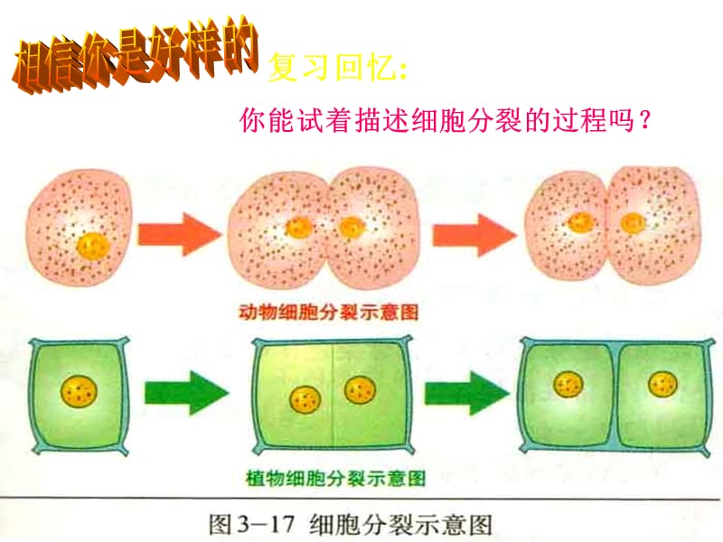 北师大版生物七上第一节《细胞分化形成组织》.ppt_第2页