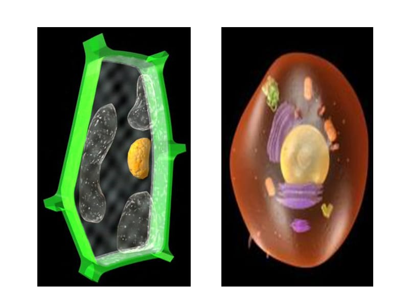 初一生物细胞核是遗传信息库.ppt_第1页