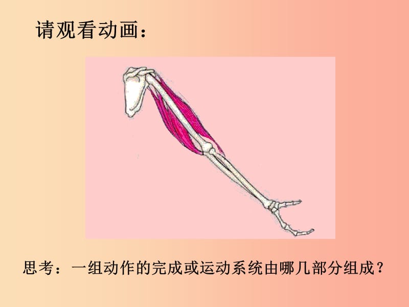 吉林省长春市八年级生物上册 第五单元 第二章 第一节 动物的运动课件 新人教版.ppt_第3页