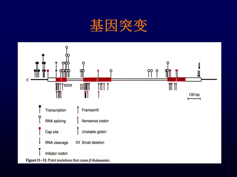 单基因遗传病的研究方法与技术.ppt_第3页