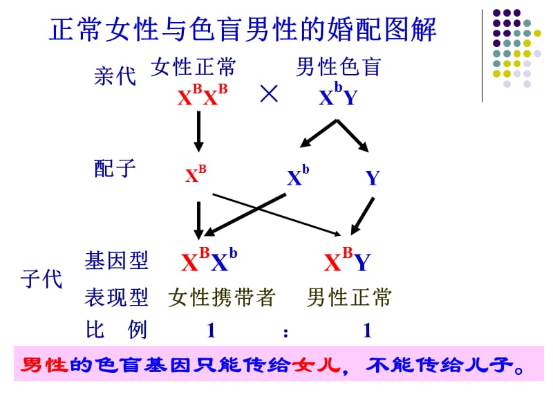 人类红绿色盲症的特点.ppt_第3页