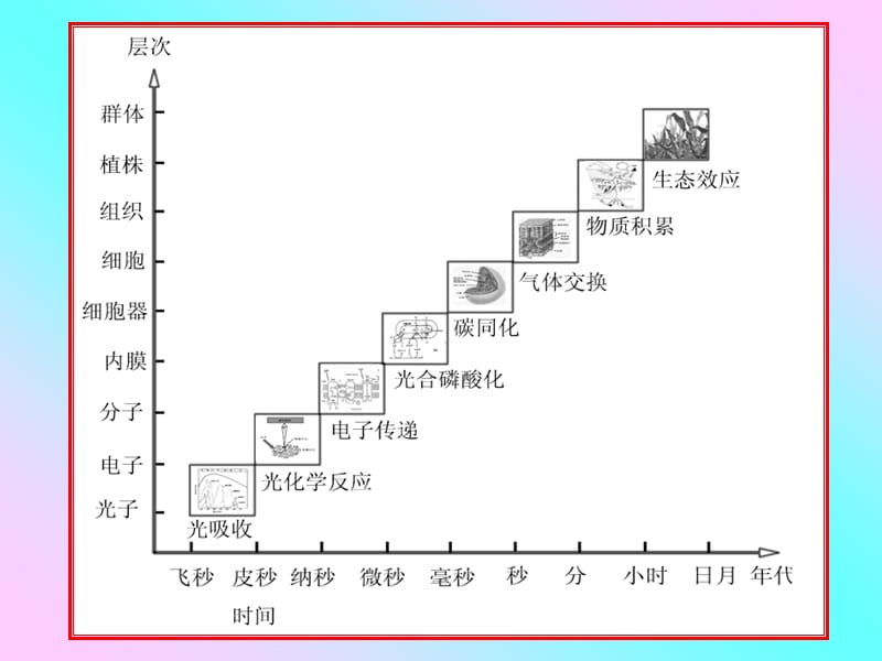 光合作用的过程和能量转变.ppt_第2页