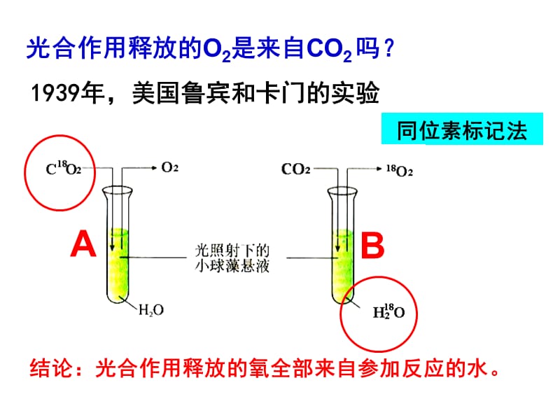 光合作用的原理和应用.ppt_第3页