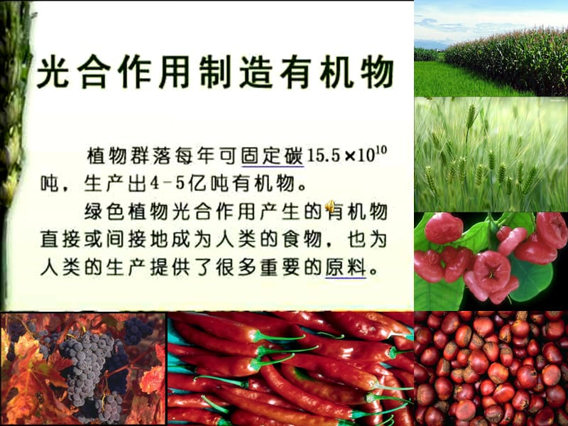 光合作用的发现过程赛教用.ppt_第3页