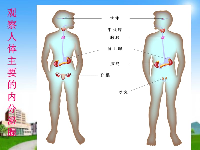 人体的激素调节上.ppt_第2页