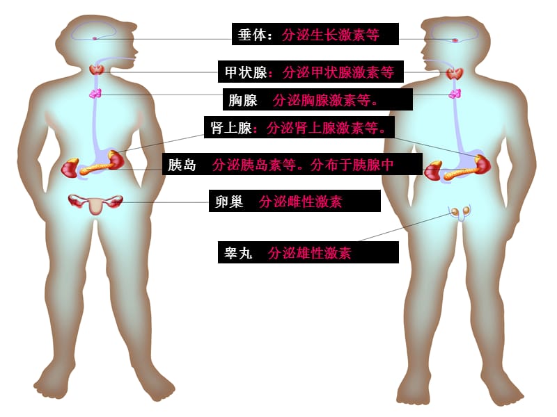 人体的激素调节上.ppt_第3页