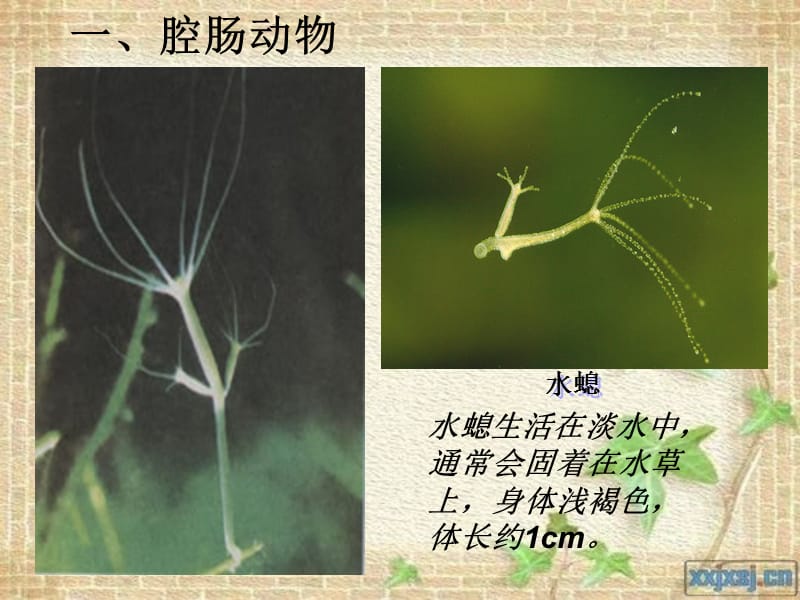 冀少版七年级生物-腔肠动物和扁形动物.ppt_第2页