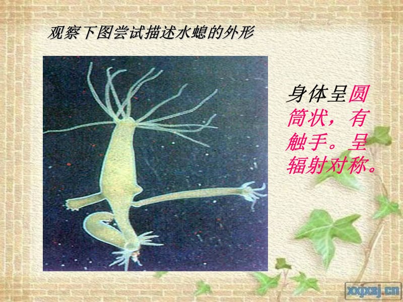 冀少版七年级生物-腔肠动物和扁形动物.ppt_第3页