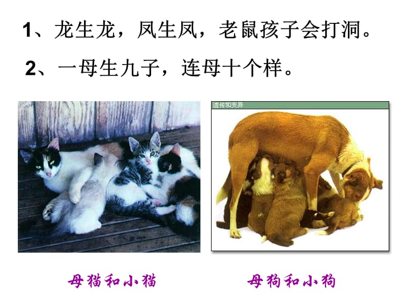 基因控制生物的性状u.ppt_第3页