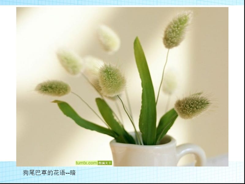 各种花及其花语展.ppt_第2页