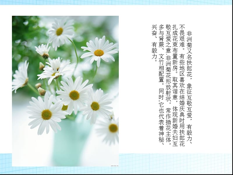 各种花及其花语展.ppt_第3页