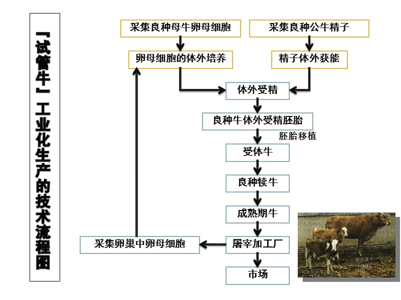 体内受精和早期胚胎发育.ppt_第3页