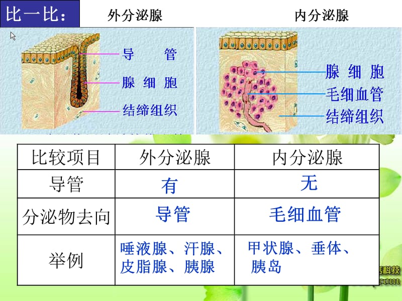 人体的激素调节-七年级下生物-济南版.ppt_第3页