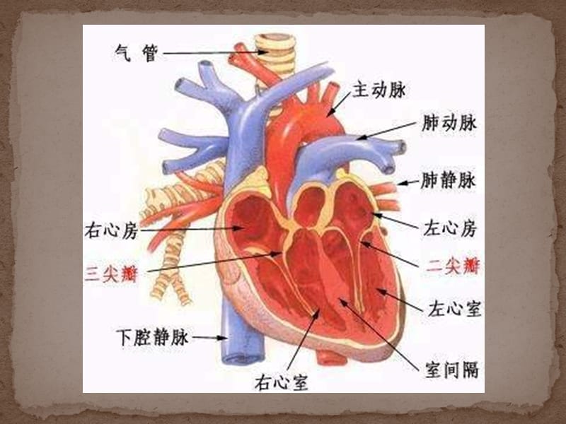 哺乳动物心脏的解剖和观察.ppt_第2页
