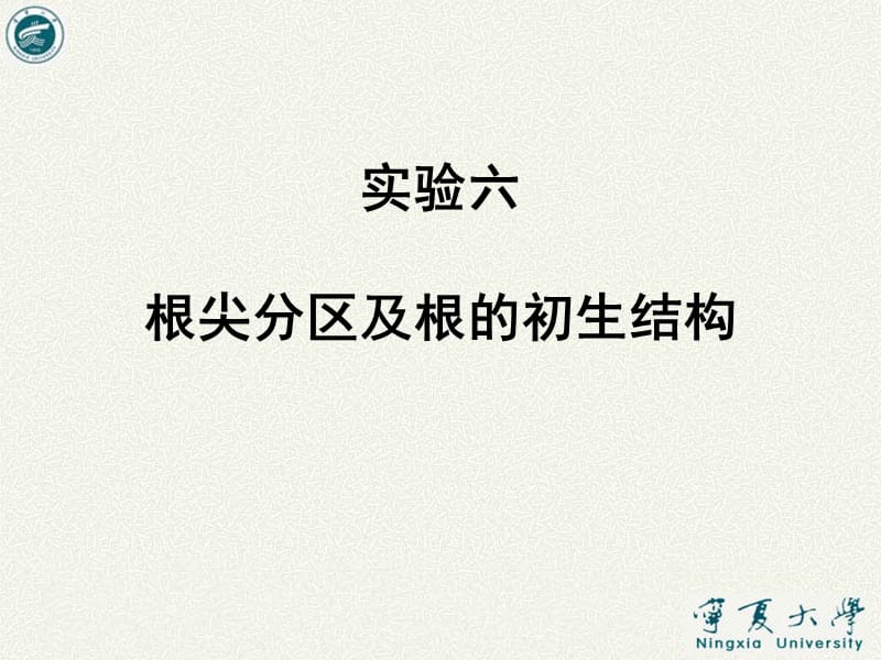 实验六根尖分区及根的初生结构.ppt_第1页