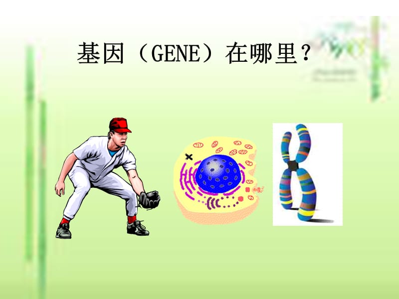 基因在亲子代间的传递.ppt_第3页