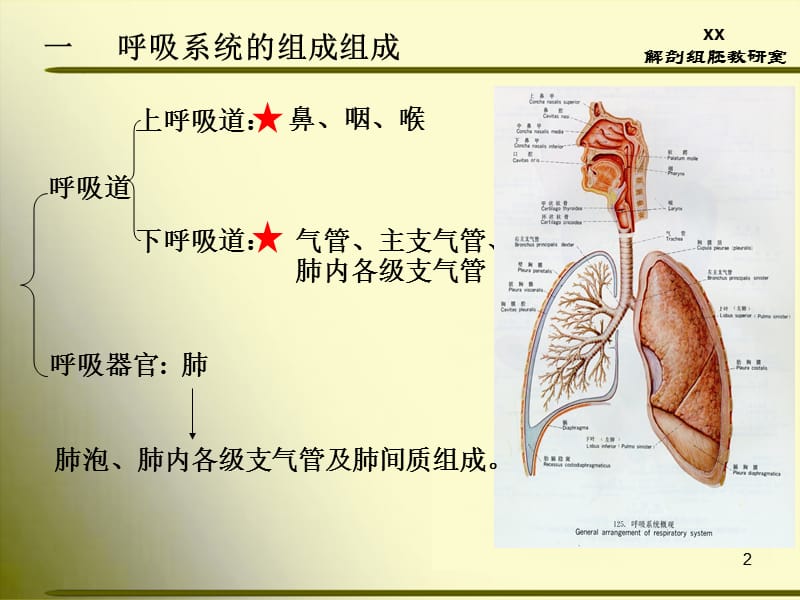 正常人体解剖学第三章呼吸系统ppt课件_第2页