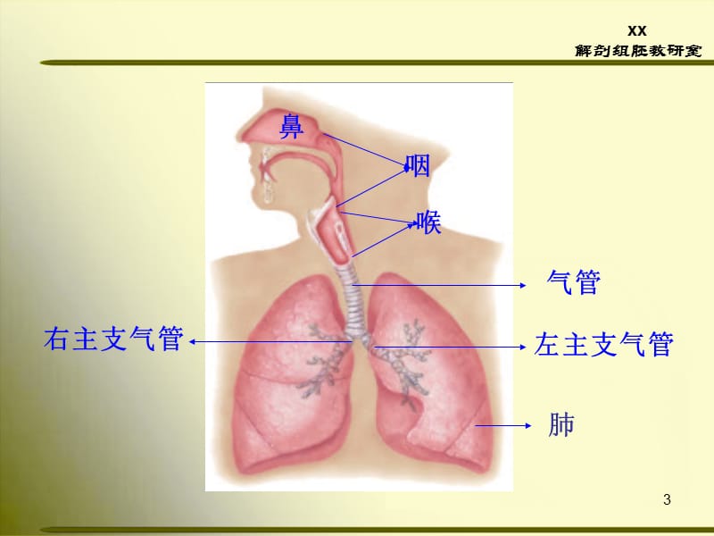 正常人体解剖学第三章呼吸系统ppt课件_第3页