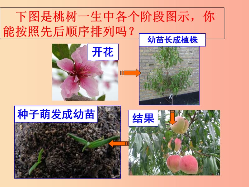 吉林省长春市七年级生物上册 第三单元 第二章 第三节 开花和结果课件3 新人教版.ppt_第2页