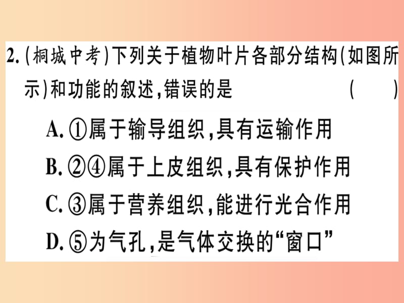 2019春八年级生物下册 专题复习四 绿色植物的作用习题课件（新版）北师大版.ppt_第2页