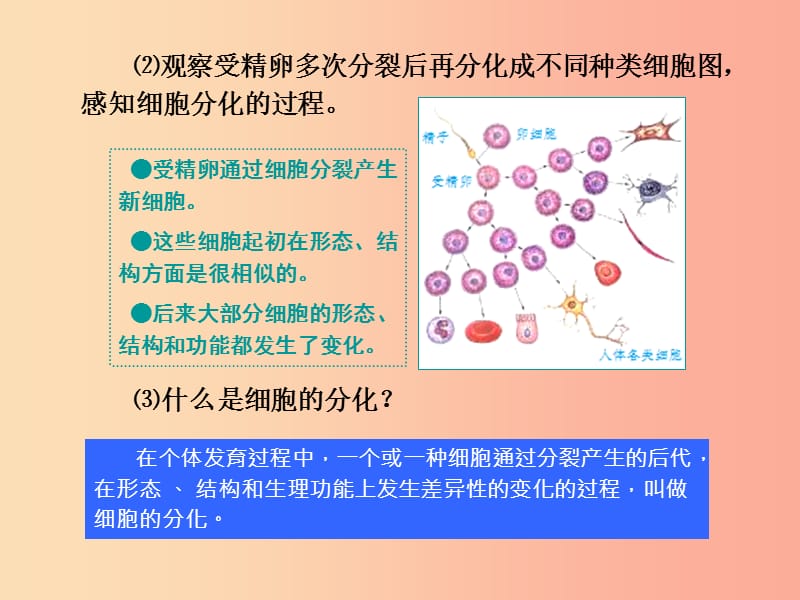 七年级生物上册 第二单元 第二章 第二节 动物体的结构层次课件 新人教版.ppt_第3页