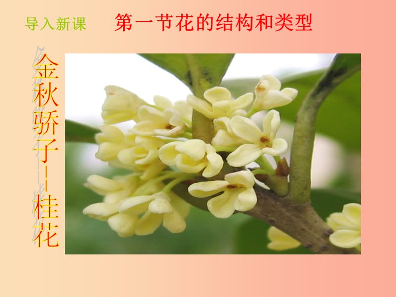 山东省八年级生物上册 4.1.1《花的结构和类型》课件（新版）济南版.ppt_第2页