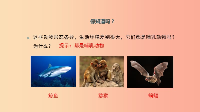 八年级生物上册5.1.7哺乳动物课件 新人教版.ppt_第2页