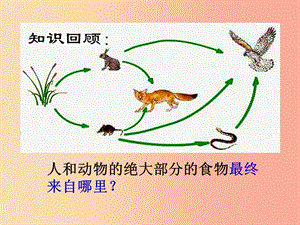 2019年七年級生物上冊 3.4《綠色植物是生物圈中有機物的制造者》課件4 新人教版.ppt