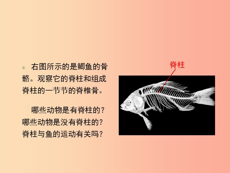 八年级生物上册 7.1.4 鱼类课件 鲁科版五四制.ppt_第2页