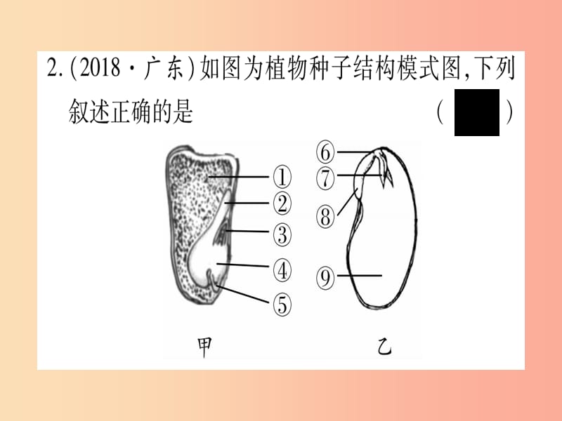 （贵港地区）2019年中考生物总复习 七上 第3单元 第6章 绿色开花植物的生活史 第7章 绿色植物与生物圈习题.ppt_第3页