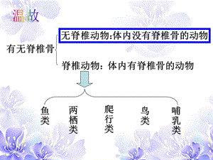 常見的動物無脊椎動物ppt課件