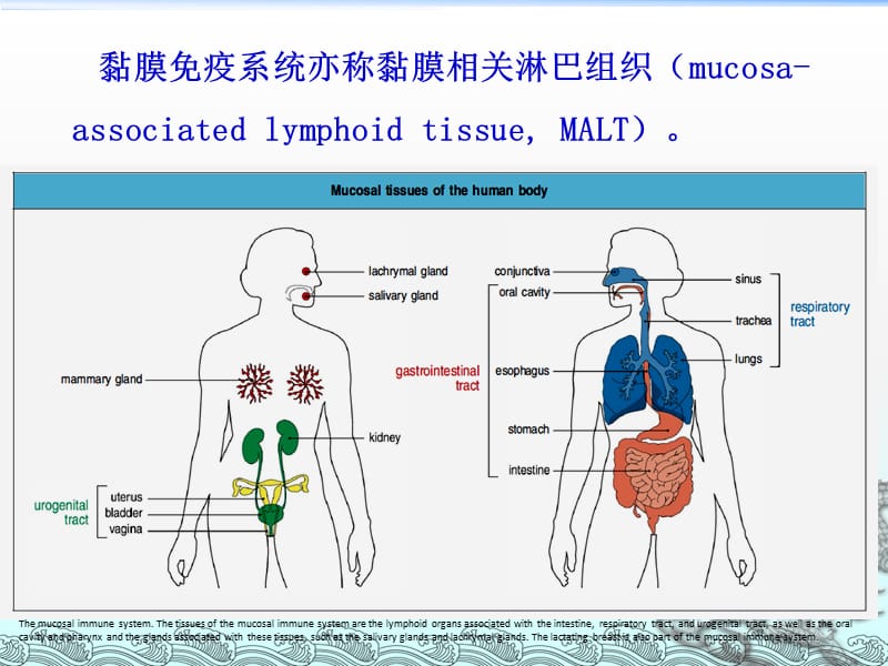 黏膜免疫研究生ppt课件_第3页